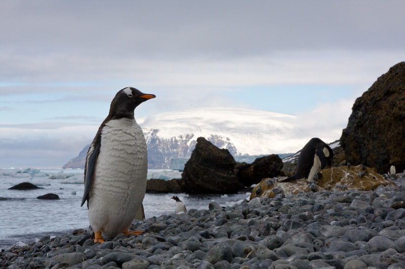 Gentoo Penguin On Beach